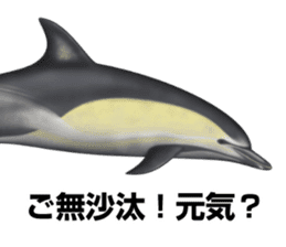 REALISTIC DOLPHINS sticker #2957793