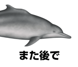 REALISTIC DOLPHINS sticker #2957796