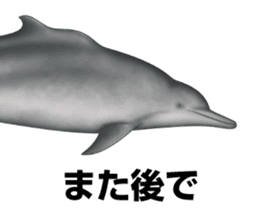 REALISTIC DOLPHINS sticker #2957796
