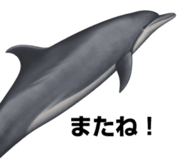 REALISTIC DOLPHINS sticker #2957797