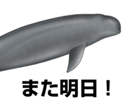 REALISTIC DOLPHINS sticker #2957798