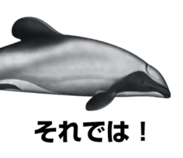 REALISTIC DOLPHINS sticker #2957799