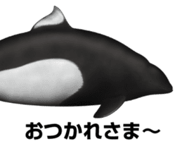 REALISTIC DOLPHINS sticker #2957800