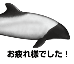 REALISTIC DOLPHINS sticker #2957801