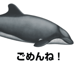 REALISTIC DOLPHINS sticker #2957803