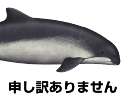 REALISTIC DOLPHINS sticker #2957804