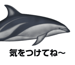 REALISTIC DOLPHINS sticker #2957809