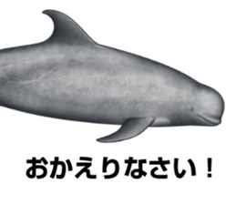 REALISTIC DOLPHINS sticker #2957810