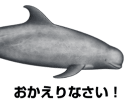 REALISTIC DOLPHINS sticker #2957810