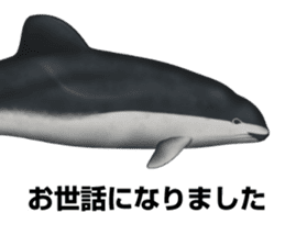 REALISTIC DOLPHINS sticker #2957813