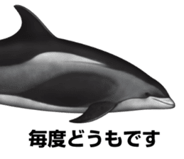 REALISTIC DOLPHINS sticker #2957814