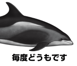 REALISTIC DOLPHINS sticker #2957814