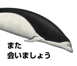 REALISTIC DOLPHINS sticker #2957816