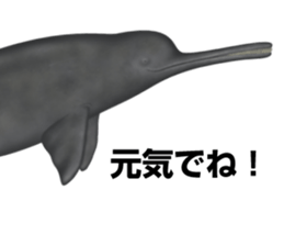 REALISTIC DOLPHINS sticker #2957817