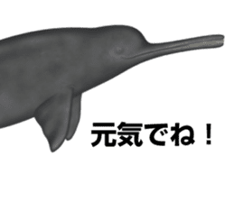 REALISTIC DOLPHINS sticker #2957817