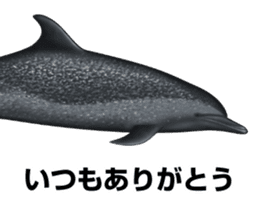 REALISTIC DOLPHINS sticker #2957819