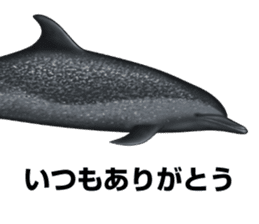 REALISTIC DOLPHINS sticker #2957819