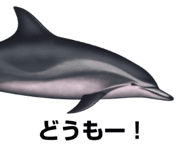 REALISTIC DOLPHINS sticker #2957820