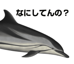 REALISTIC DOLPHINS sticker #2957822