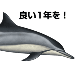 REALISTIC DOLPHINS sticker #2957823