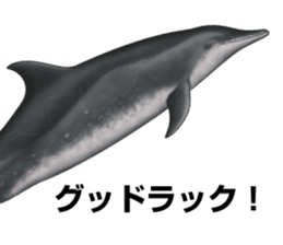REALISTIC DOLPHINS sticker #2957824