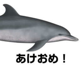 REALISTIC DOLPHINS sticker #2957826