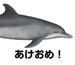 REALISTIC DOLPHINS sticker #2957826
