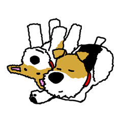 Ramis the fox terrier