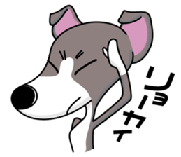 Italian Greyhound named Gina. sticker #2981199