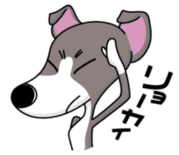 Italian Greyhound named Gina. sticker #2981199