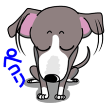 Italian Greyhound named Gina. sticker #2981200