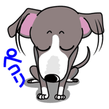 Italian Greyhound named Gina. sticker #2981200