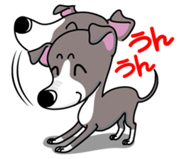 Italian Greyhound named Gina. sticker #2981201