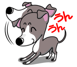 Italian Greyhound named Gina. sticker #2981201