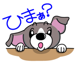 Italian Greyhound named Gina. sticker #2981209