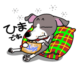 Italian Greyhound named Gina. sticker #2981210