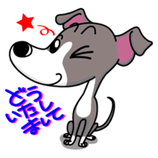 Italian Greyhound named Gina. sticker #2981215