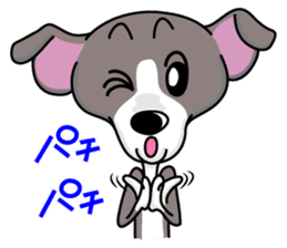 Italian Greyhound named Gina. sticker #2981225