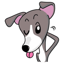 Italian Greyhound named Gina. sticker #2981229