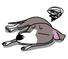 Italian Greyhound named Gina. sticker #2981230