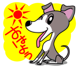 Italian Greyhound named Gina. sticker #2981231