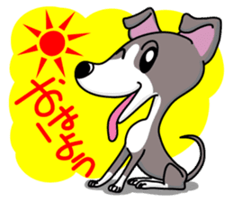 Italian Greyhound named Gina. sticker #2981231