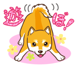 Only for a shiba-inu. sticker #2994515