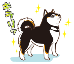 Only for a shiba-inu. sticker #2994516