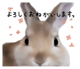 Unwind rabbit weather sticker #2998776