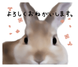 Unwind rabbit weather sticker #2998776