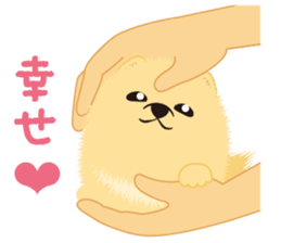 The tiny Pomeranian puppy 2 sticker #3000292
