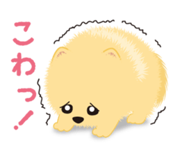 The tiny Pomeranian puppy 2 sticker #3000303