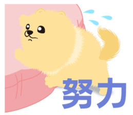 The tiny Pomeranian puppy 2 sticker #3000310