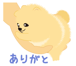 The tiny Pomeranian puppy 2 sticker #3000326